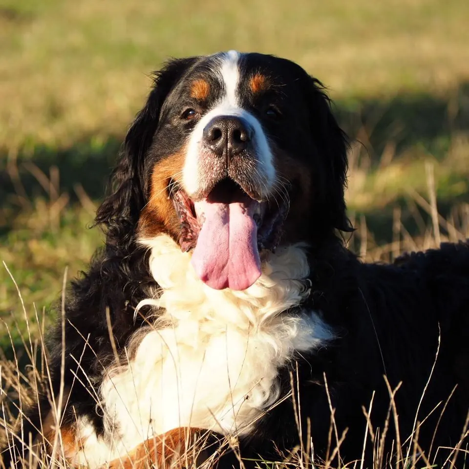 Berner Sennenhund liegt entspannt im Gras und hechelt