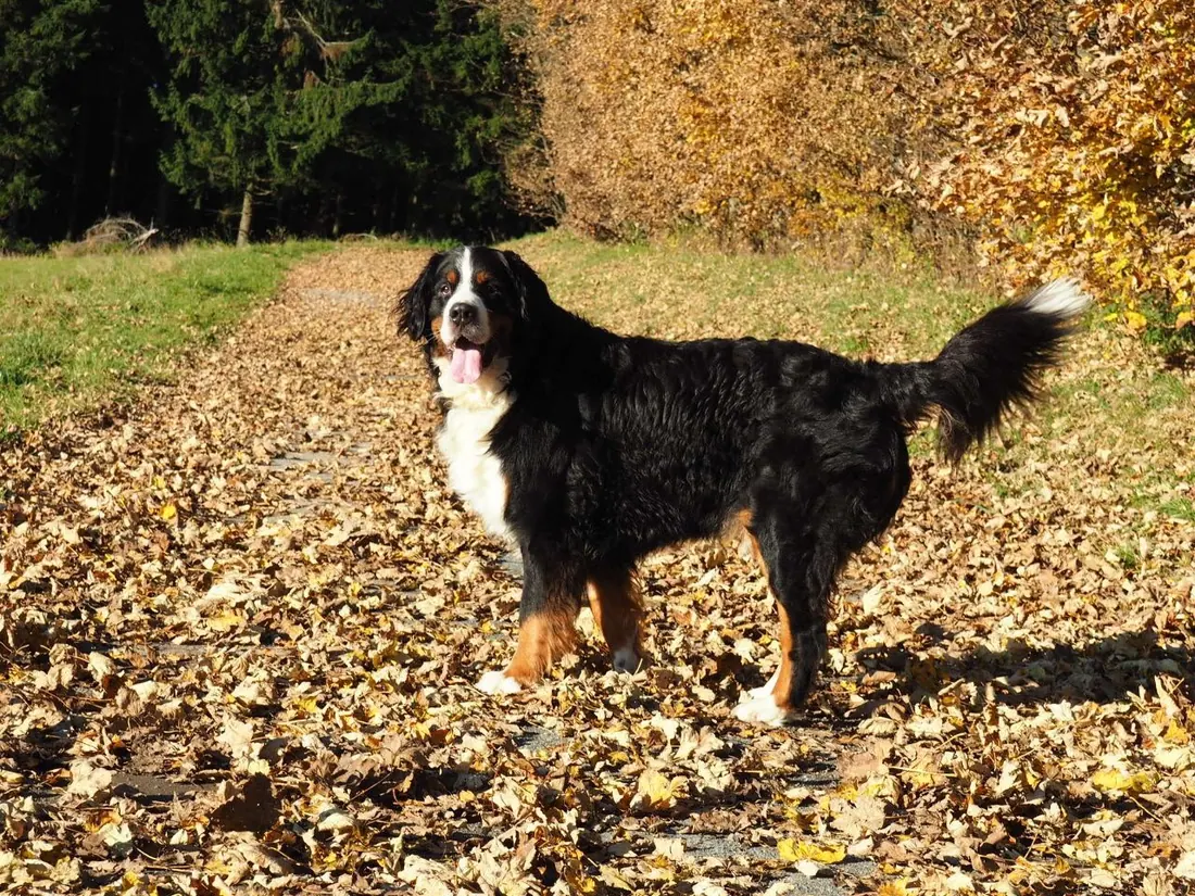 Berner Sennenhund auf einem herbstlichen Waldweg