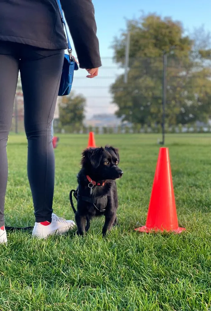 Kleiner schwarzer Hund sitzt beim Outdoor-Training neben einem Pylon