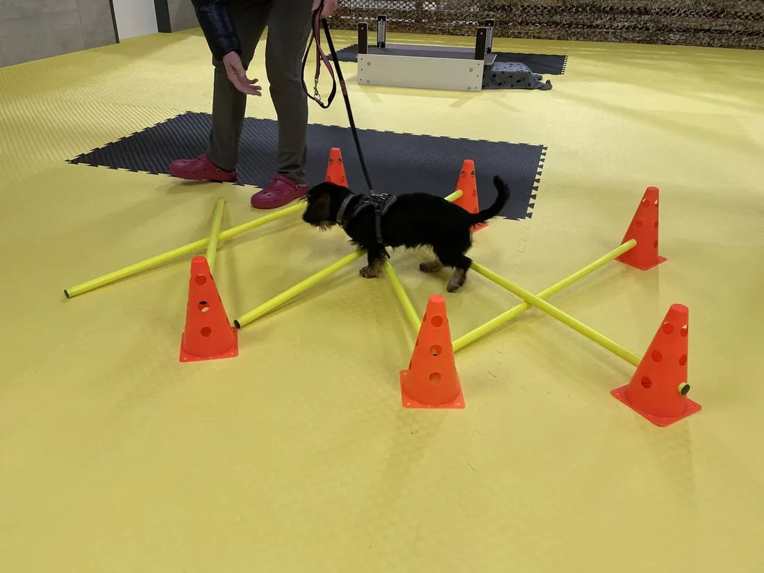 Hund läuft durch einen Stangen-Parcours mit Hütchen in der Halle