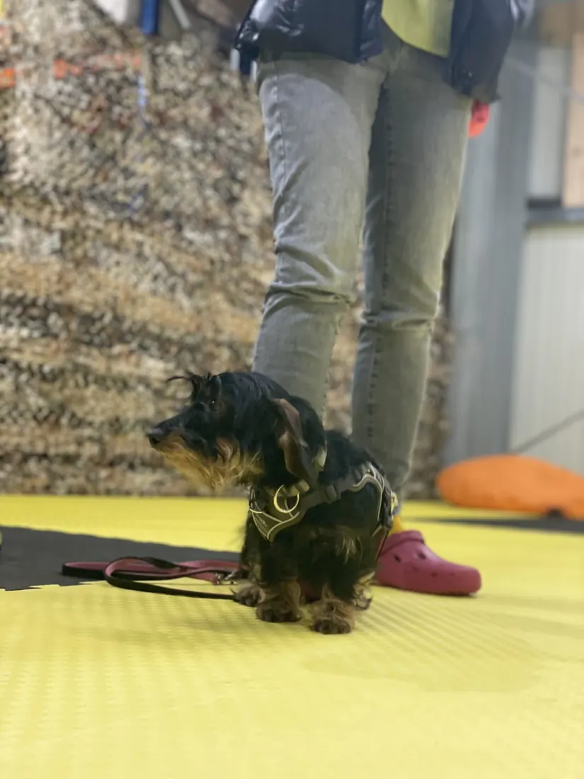 Kleiner Hund sitzt brav neben seiner Halterin in der Halle