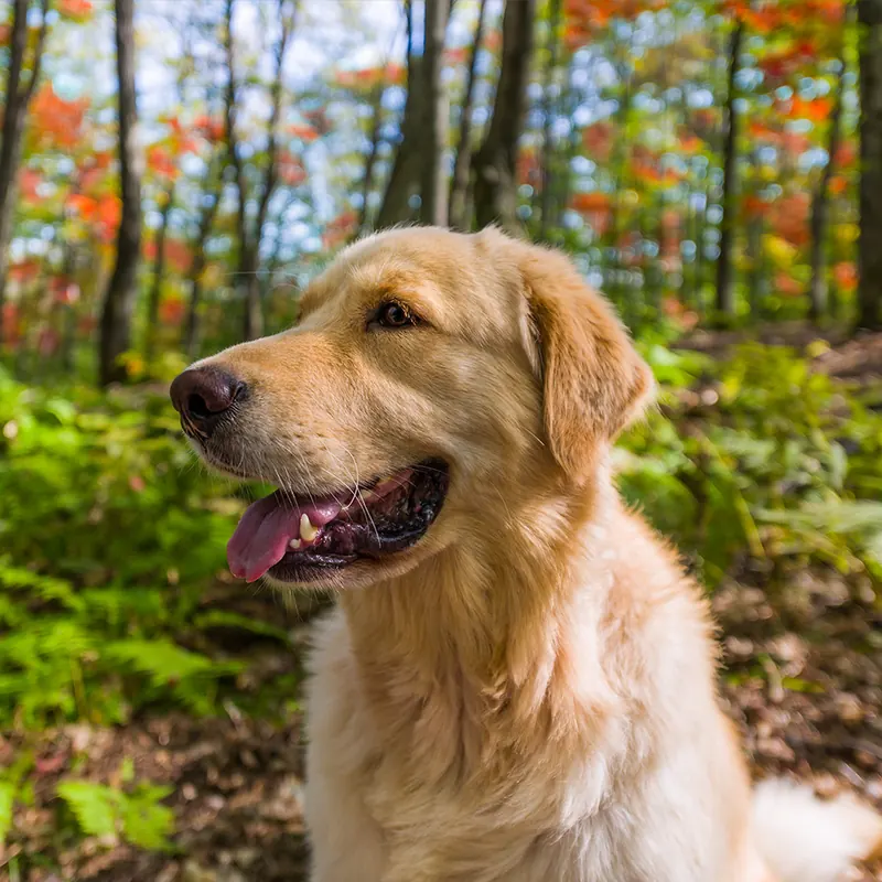 Golden Retriever im herbstlichen Wald