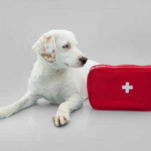 Dog first aid emergency kit concept. Isolated on gray background